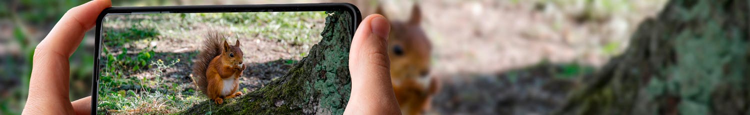 Seek. Med hjälp av andra användares observationer kan du hitta vilda djur i dit närområde.